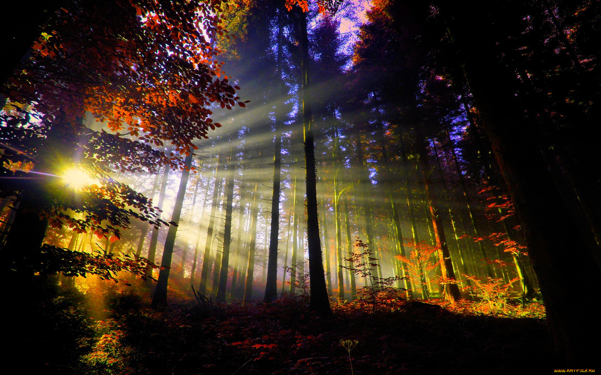 Свет в лесу
